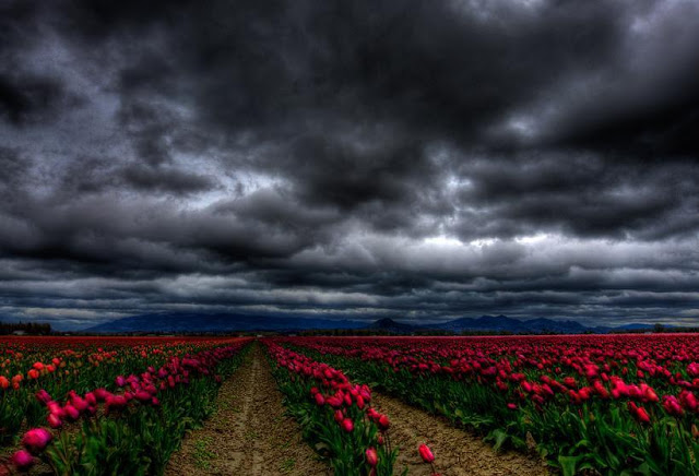 campos-tulipanes-holanda