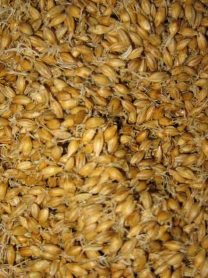 Malta procesada. Se pueden ver las radículas saliendo de cada grano de cebada.