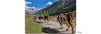 Vivir sin combustibles fósiles