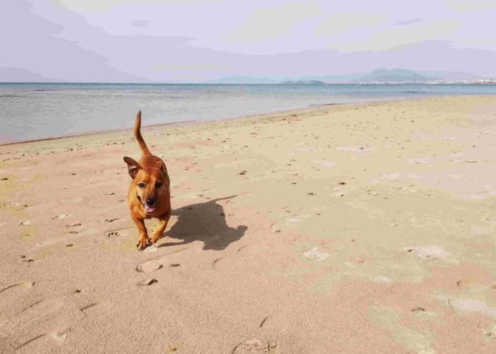 Perra pobre, perra libre